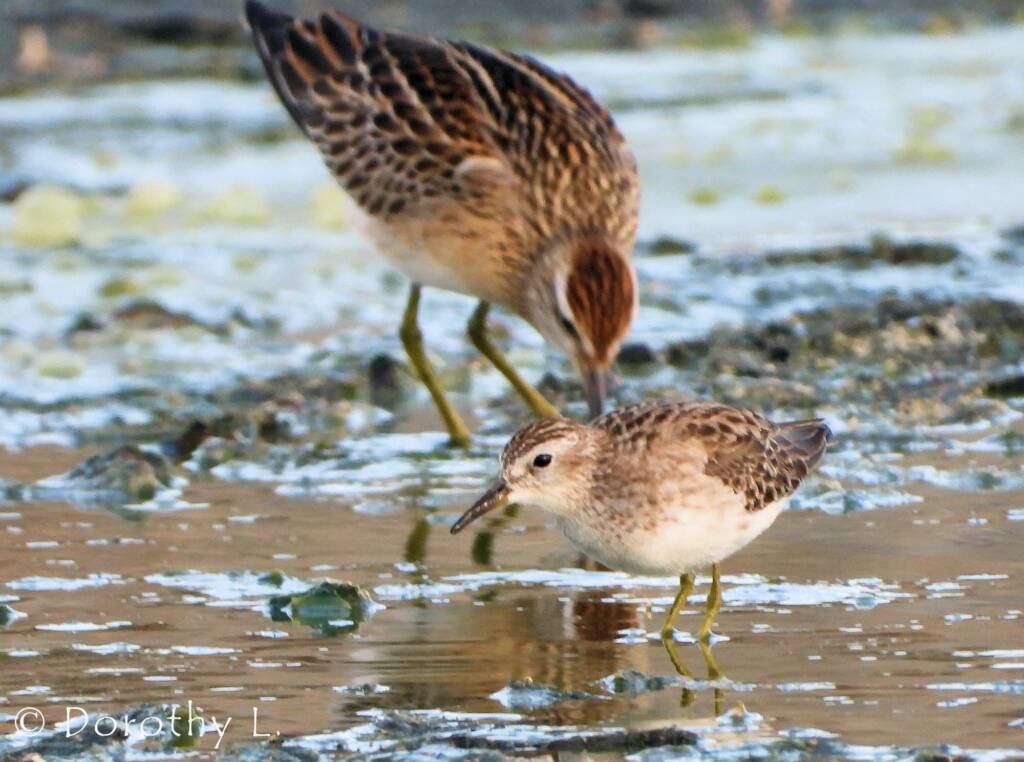 Long-toed Stint (Calidris subminuta) and Sharp-tailed Sandpiper (Calidris acuminata)