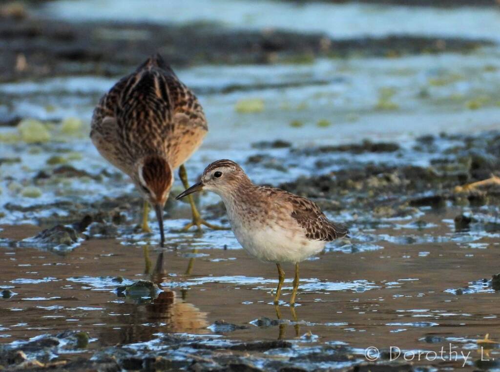 Long-toed Stint (Calidris subminuta) and Sharp-tailed Sandpiper (Calidris acuminata)