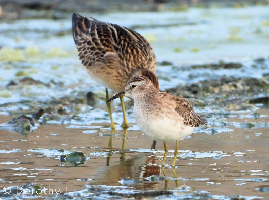 Long-toed Stint (Calidris subminuta) and Sharp-tailed Sandpiper (Calidris acuminata)