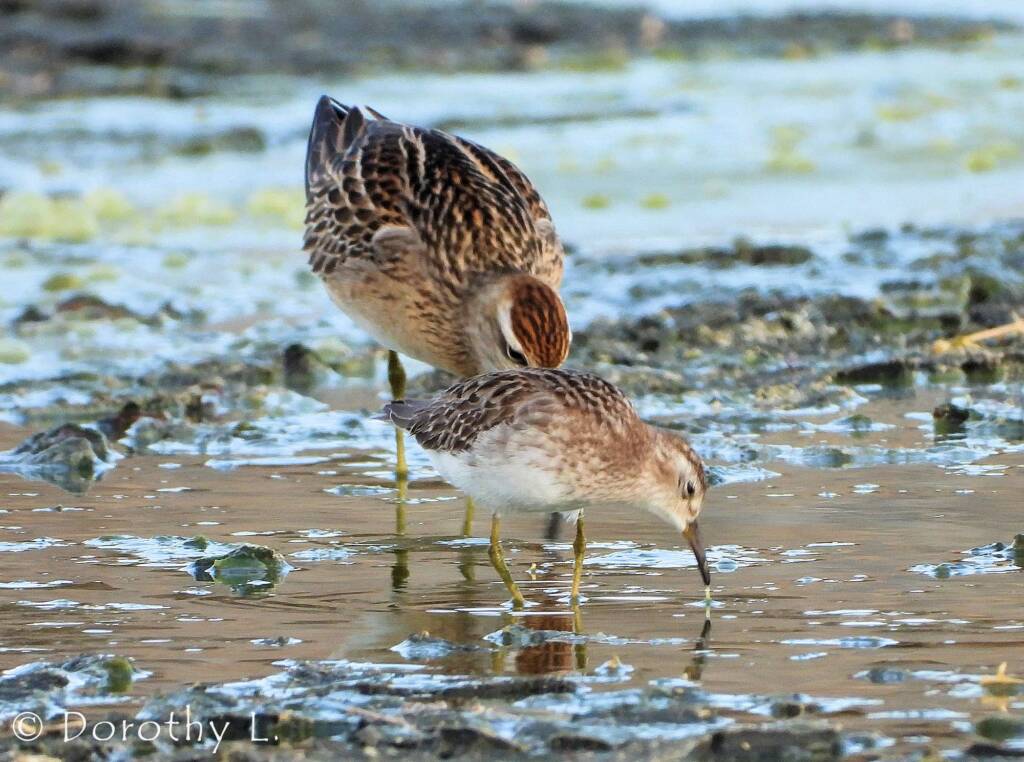 Long-toed Stint (Calidris subminuta) and Sharp-tailed Sandpiper (Calidris acuminata)
