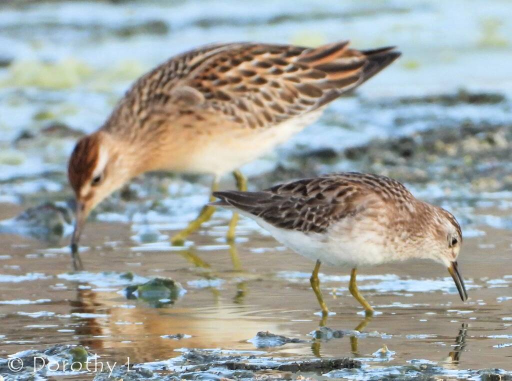 Long-toed Stint (Calidris subminuta) and Sharp-tailed Sandpiper (Calidris acuminata)