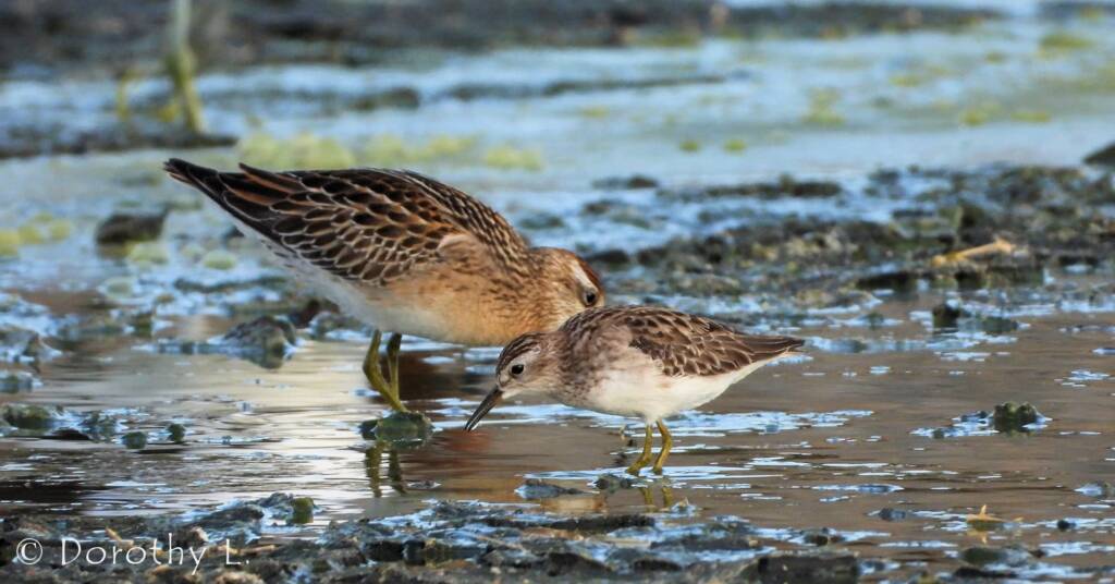 Long-toed Stint (Calidris subminuta) and Sharp-tailed Sandpiper (Calidris acuminata)