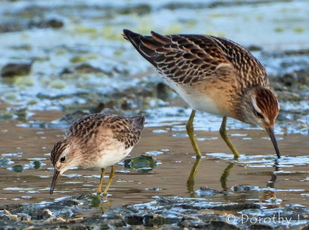Long-toed Stint (Calidris subminuta) and Sharp-tailed Sandpiper (Calidris acuminata)
