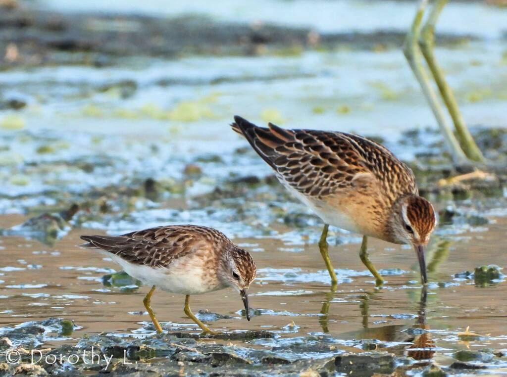 Long-toed Stint (Calidris subminuta) and Sharp-tailed Sandpiper (Calidris acuminata)