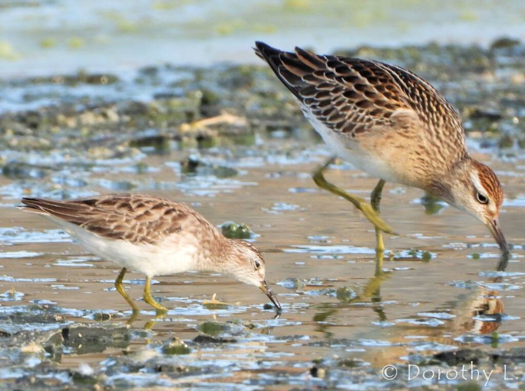 Long-toed Stint (Calidris subminuta) and Sharp-tailed Sandpiper (Calidris acuminata)