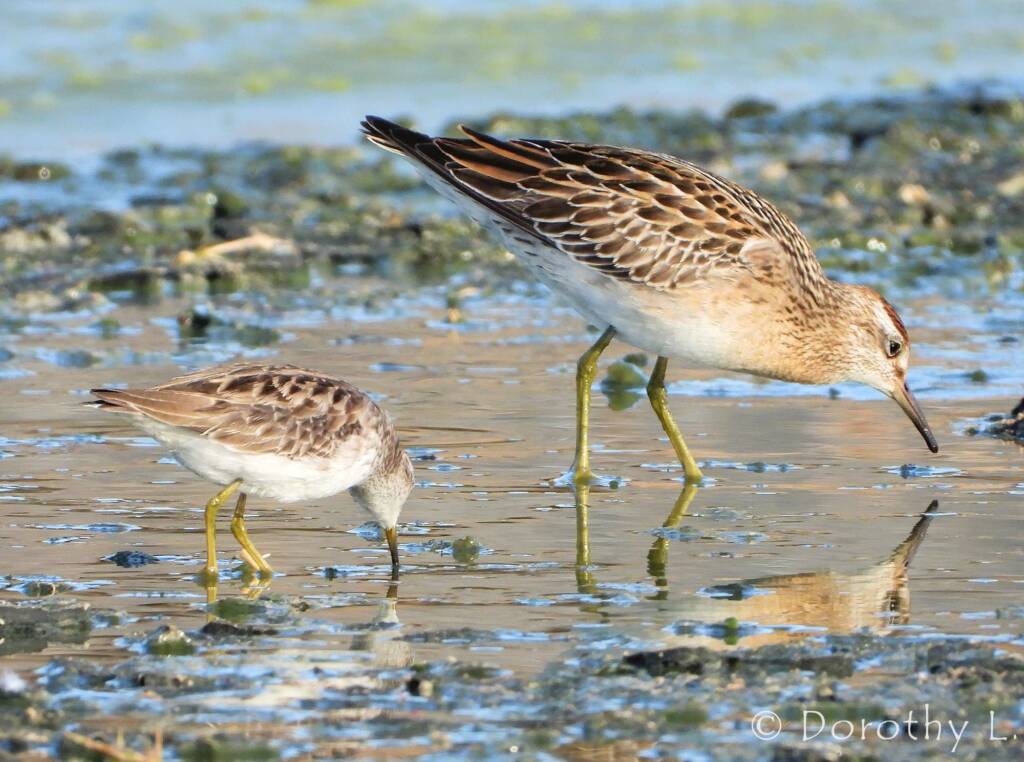 Long-toed Stint (Calidris subminuta) and Sharp-tailed Sandpiper (Calidris acuminata)