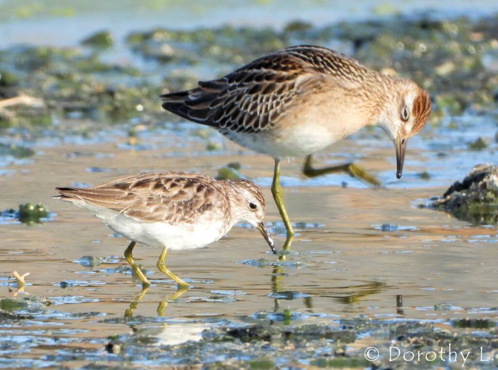 Long-toed Stint (Calidris subminuta) and Sharp-tailed Sandpiper (Calidris acuminata)
