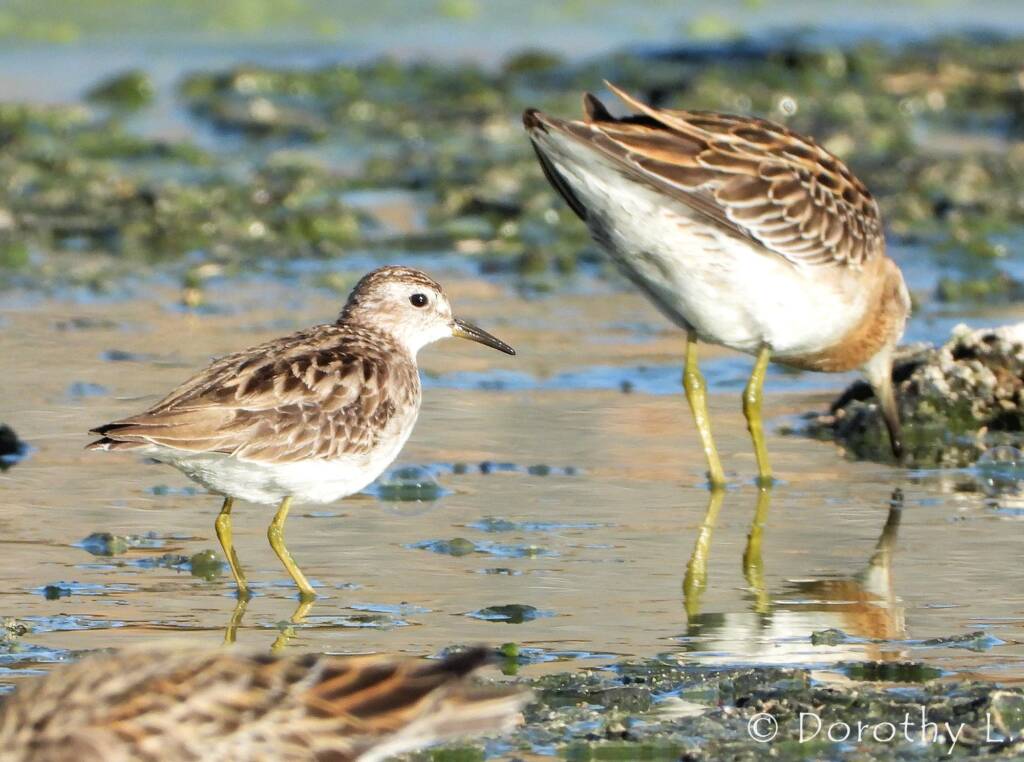 Long-toed Stint (Calidris subminuta) and Sharp-tailed Sandpiper (Calidris acuminata)