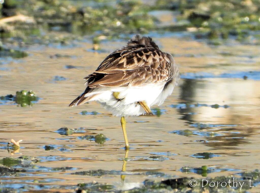Long-toed Stint (Calidris subminuta)