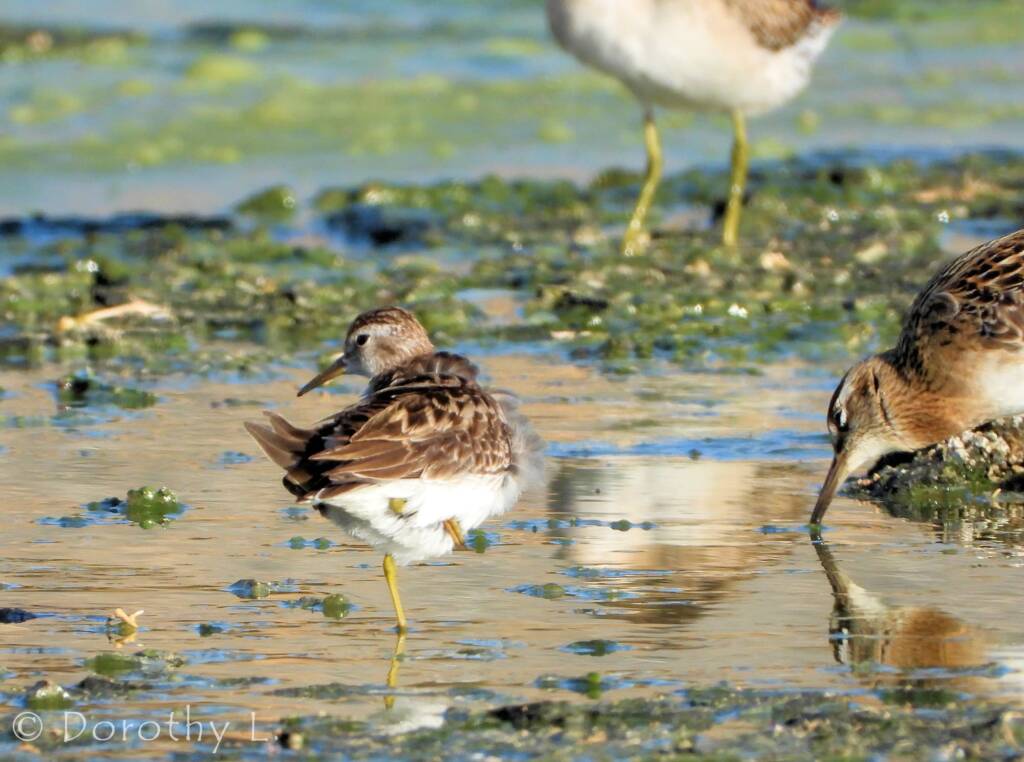 Long-toed Stint (Calidris subminuta) and Sharp-tailed Sandpiper (Calidris acuminata)