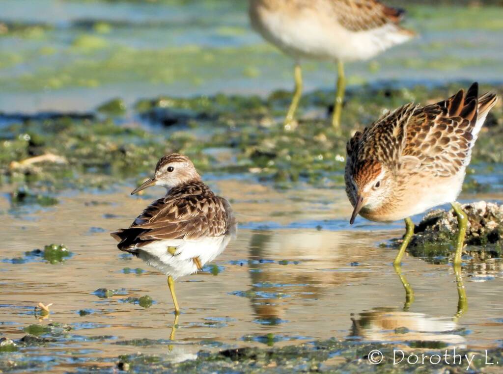 Long-toed Stint (Calidris subminuta) and Sharp-tailed Sandpiper (Calidris acuminata)