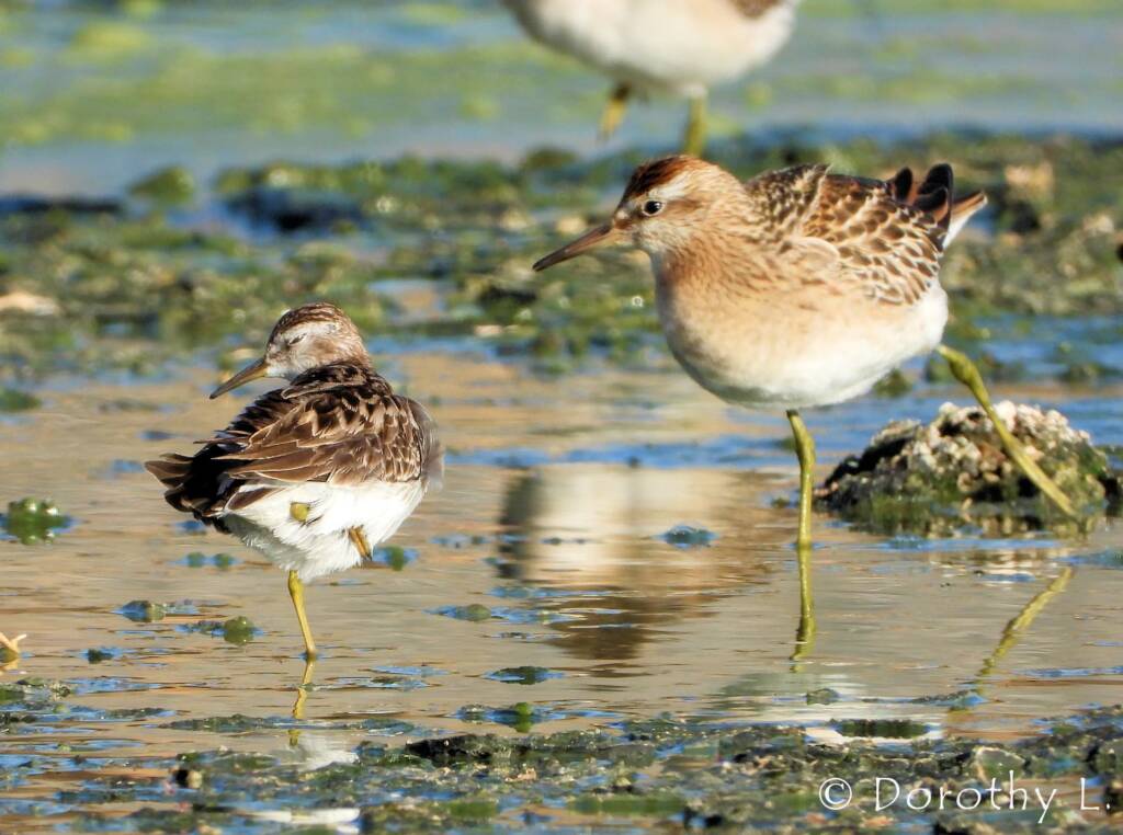 Long-toed Stint (Calidris subminuta) and Sharp-tailed Sandpiper (Calidris acuminata)