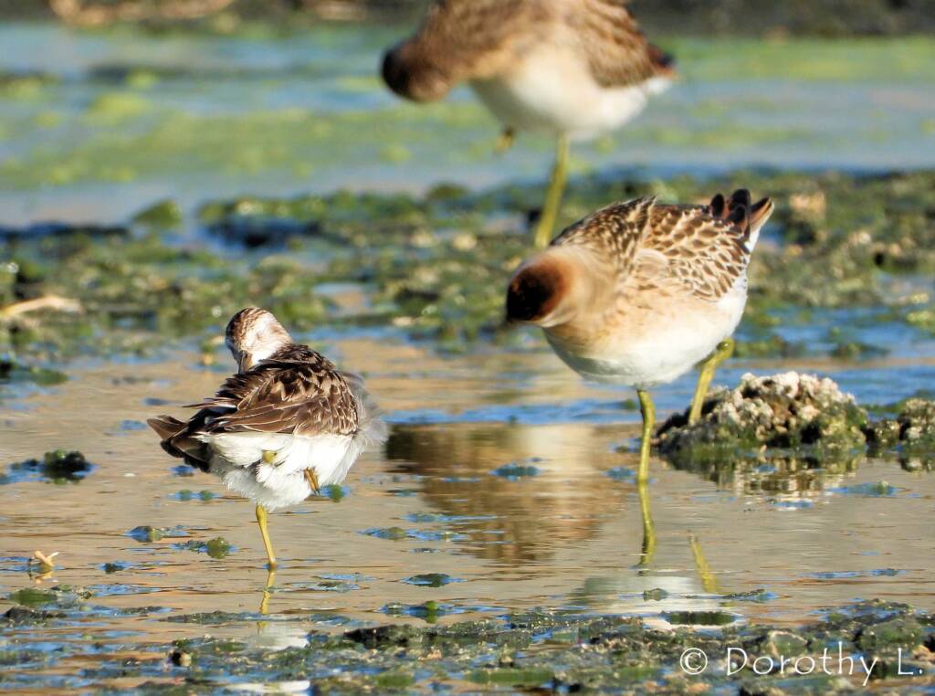 Long-toed Stint (Calidris subminuta) and Sharp-tailed Sandpiper (Calidris acuminata)