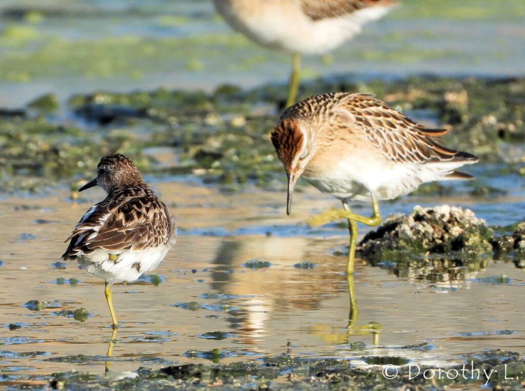 Long-toed Stint (Calidris subminuta) and Sharp-tailed Sandpiper (Calidris acuminata)