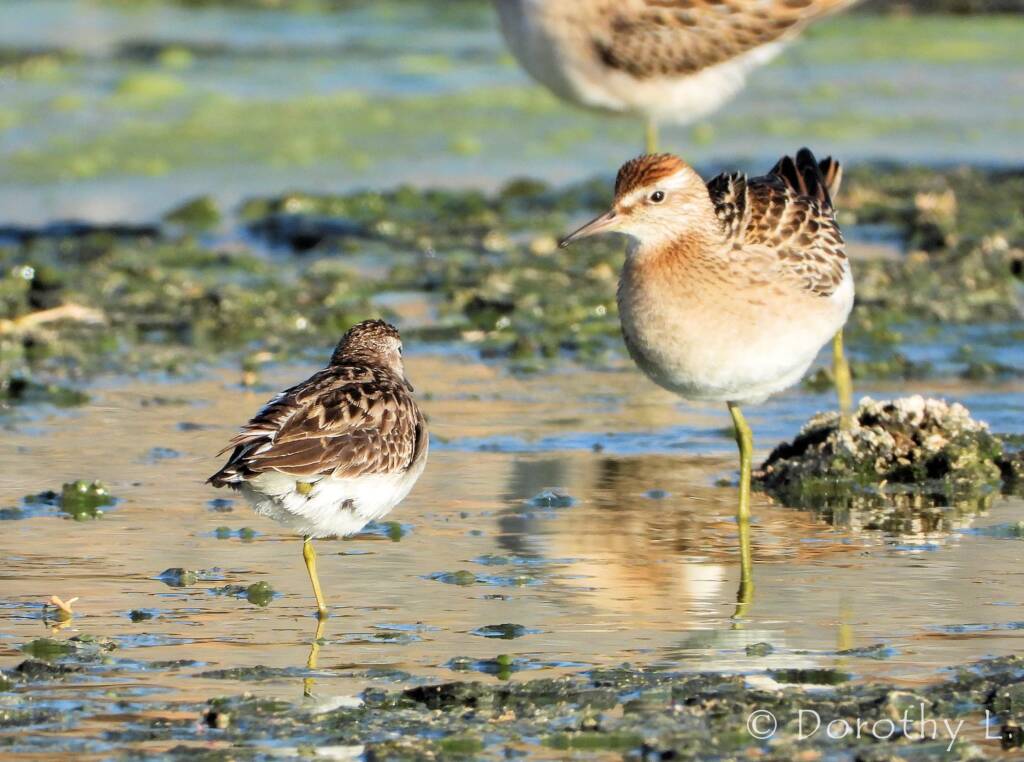 Long-toed Stint (Calidris subminuta) and Sharp-tailed Sandpiper (Calidris acuminata)