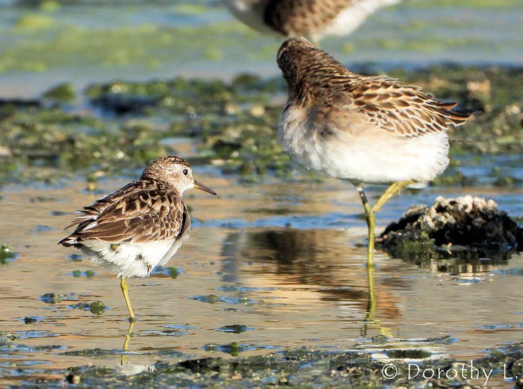 Long-toed Stint (Calidris subminuta) and Sharp-tailed Sandpiper (Calidris acuminata)