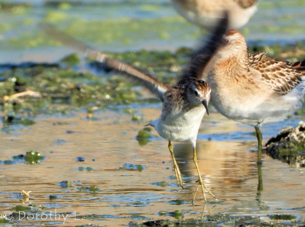 Long-toed Stint (Calidris subminuta) and Sharp-tailed Sandpiper (Calidris acuminata)