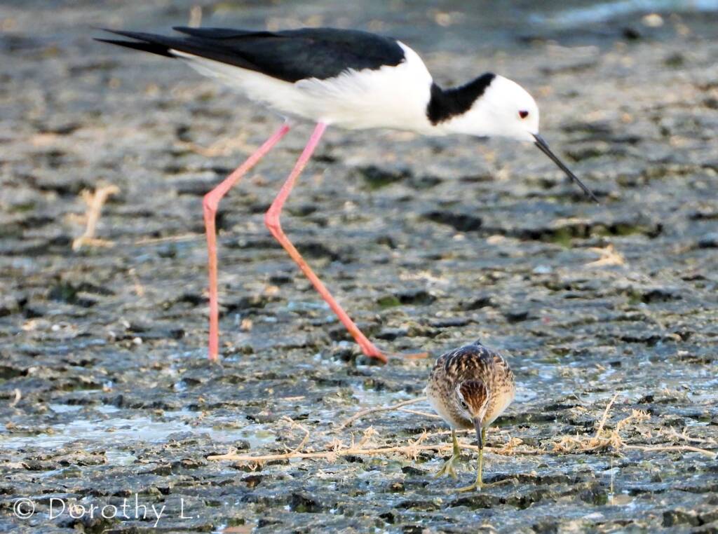 Long-toed Stint and White-headed Stilt