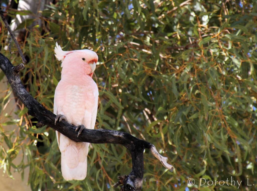 Major Mitchell's cockatoo (Lophochroa leadbeateri)