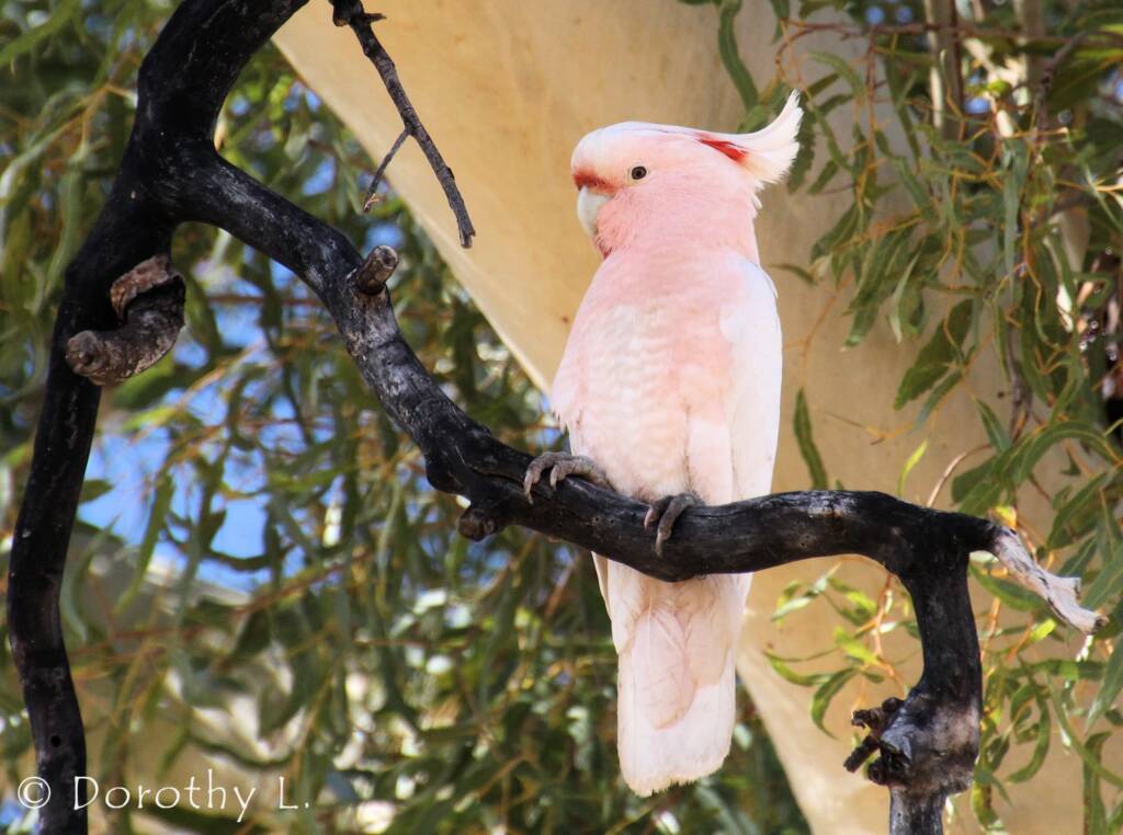 Major Mitchell's cockatoo (Lophochroa leadbeateri)
