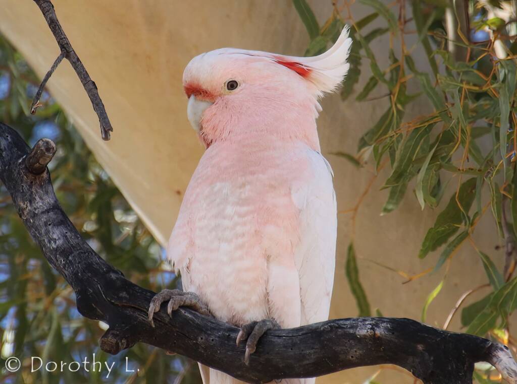 Major Mitchell's Cockatoo (Lophochroa mollis)