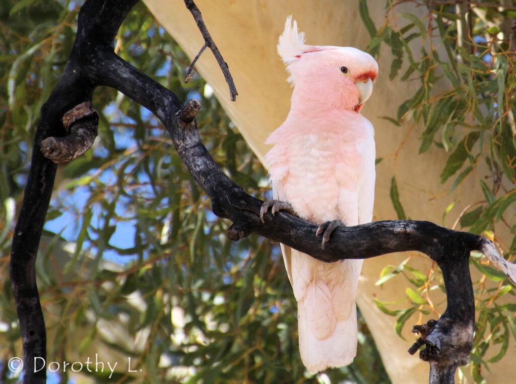 Major Mitchell's cockatoo (Lophochroa leadbeateri)