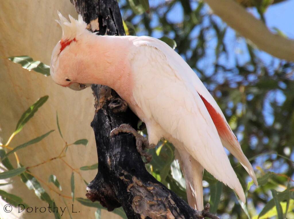 Major Mitchell's cockatoo (Lophochroa leadbeateri)