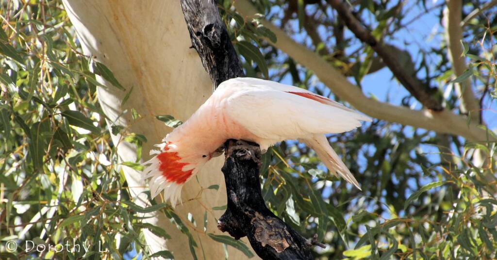 Major Mitchell's cockatoo (Lophochroa leadbeateri)