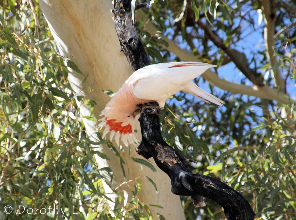 Major Mitchell's cockatoo (Lophochroa leadbeateri)
