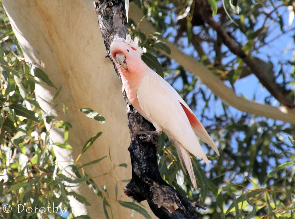 Major Mitchell's cockatoo (Lophochroa leadbeateri)