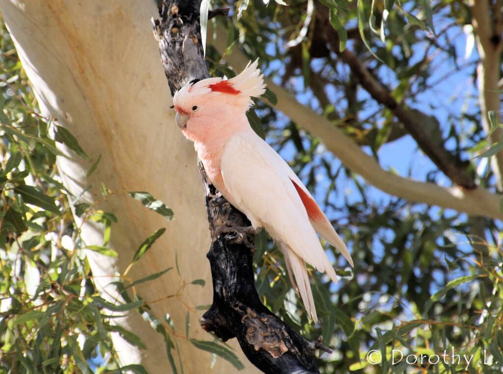 Major Mitchell's cockatoo (Lophochroa leadbeateri)