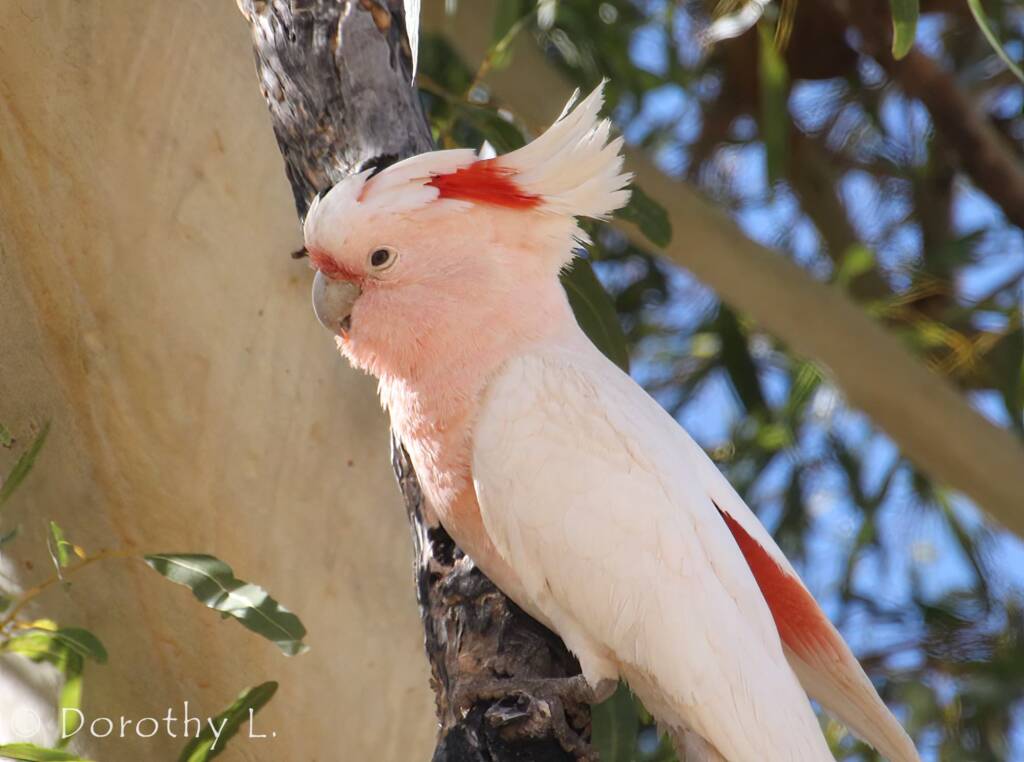 Major Mitchell's Cockatoo (Lophochroa mollis)