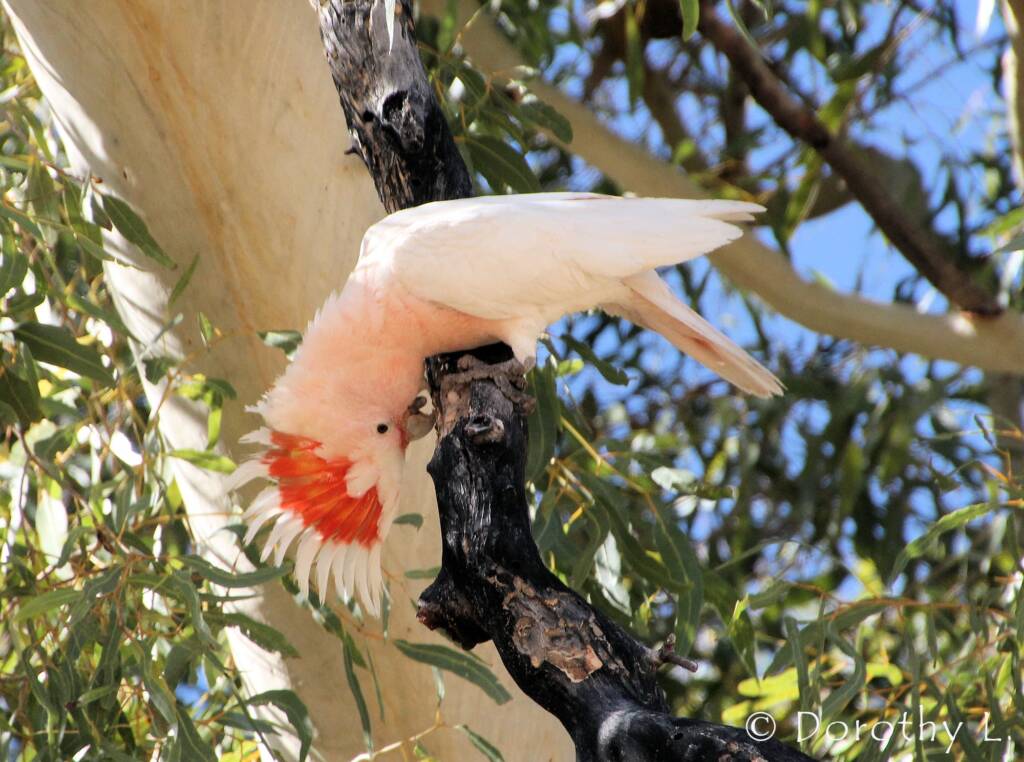 Major Mitchell's cockatoo (Lophochroa leadbeateri)