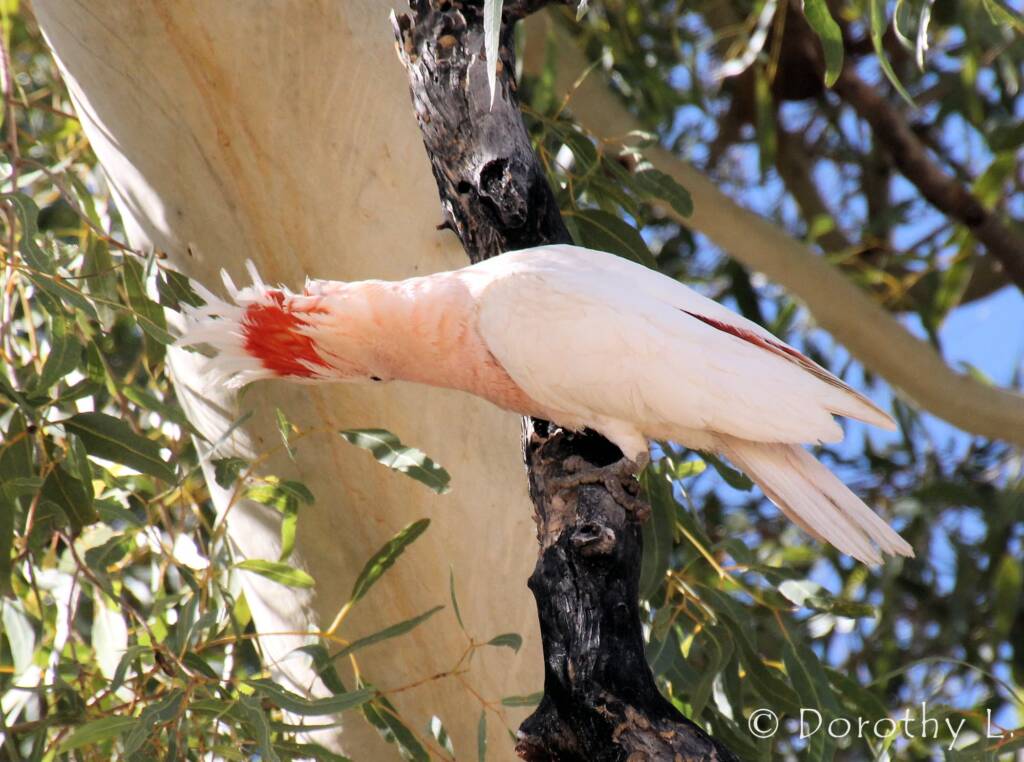 Major Mitchell's cockatoo (Lophochroa leadbeateri)