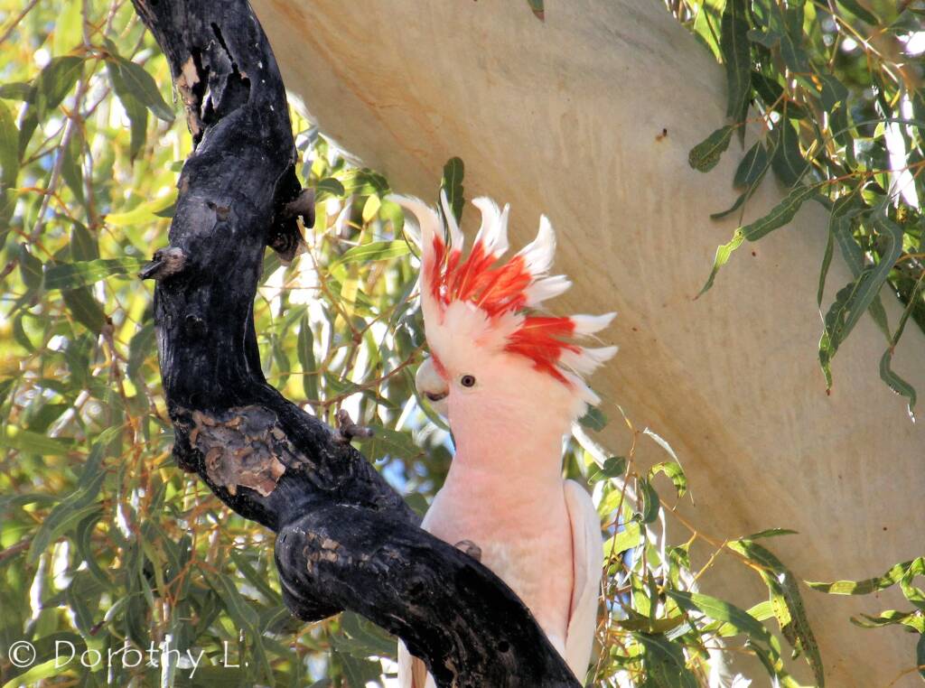 Major Mitchell's cockatoo (Lophochroa leadbeateri)