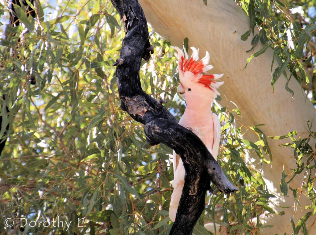 Major Mitchell's cockatoo (Lophochroa leadbeateri)