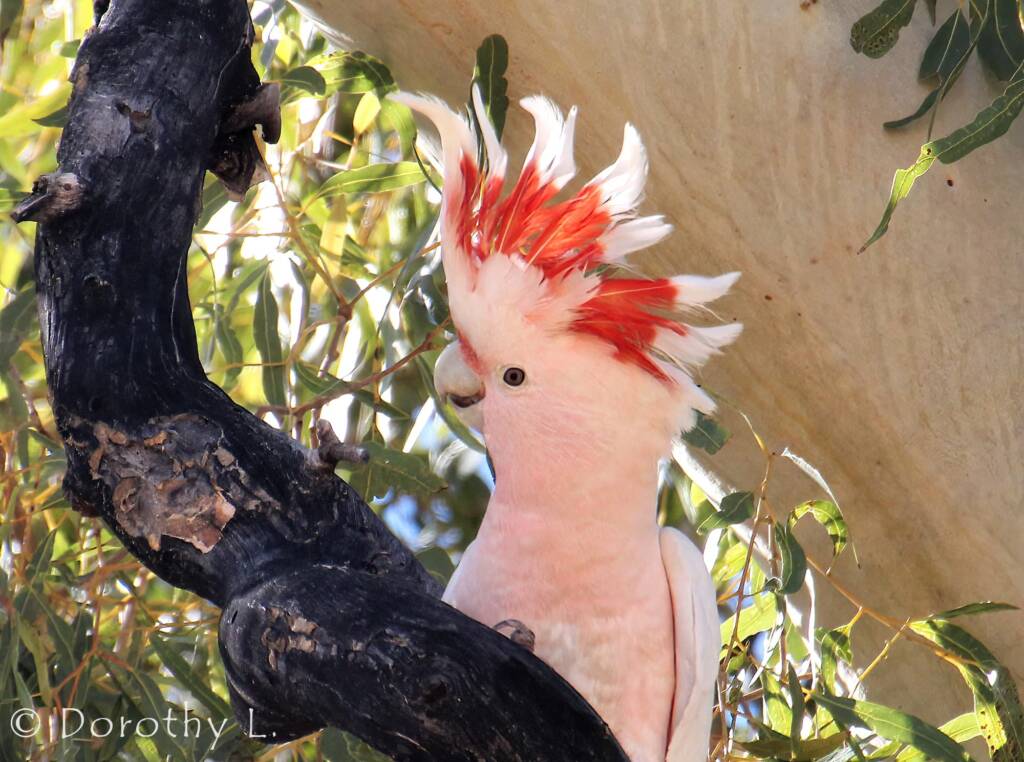Major Mitchell's Cockatoo (Lophochroa mollis)