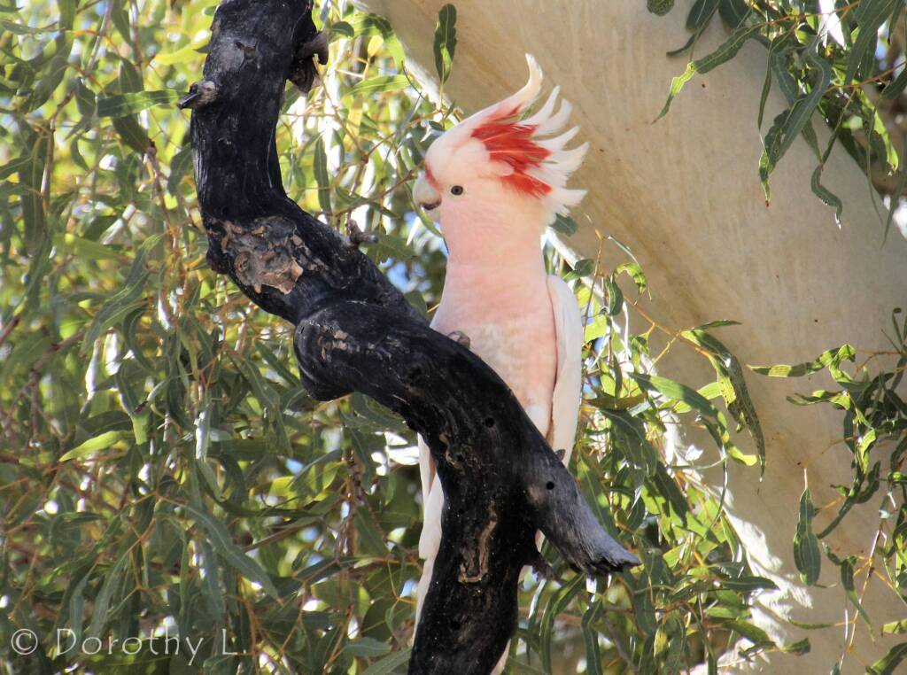 Major Mitchell's Cockatoo (Lophochroa leadbeateri)