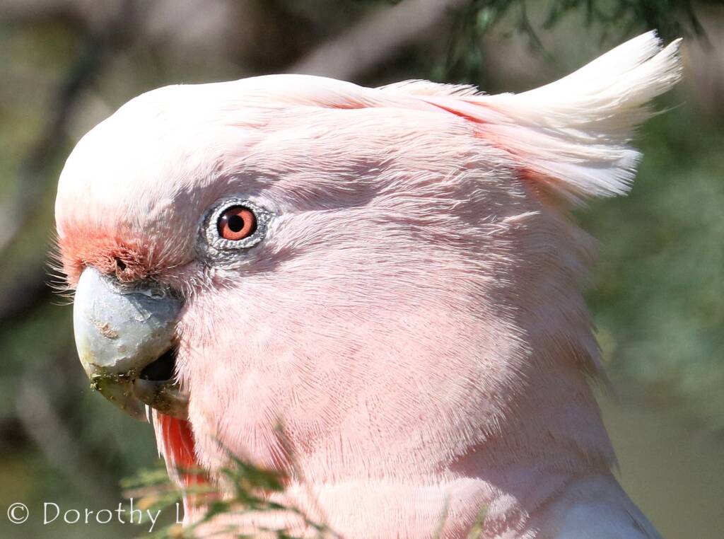 Major Mitchell's cockatoo (Lophochroa leadbeateri)