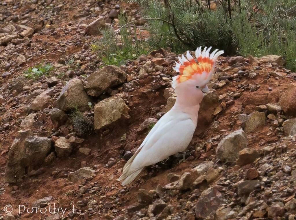 Major Mitchell's Cockatoo (Lophochroa leadbeateri)