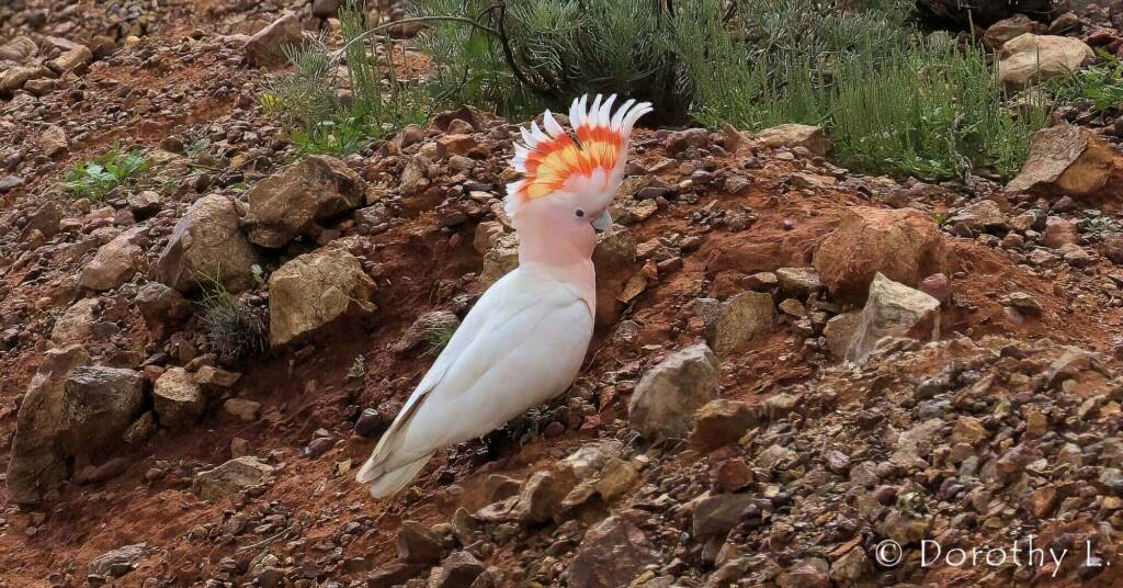 Major Mitchell's Cockatoo (Lophochroa leadbeateri)