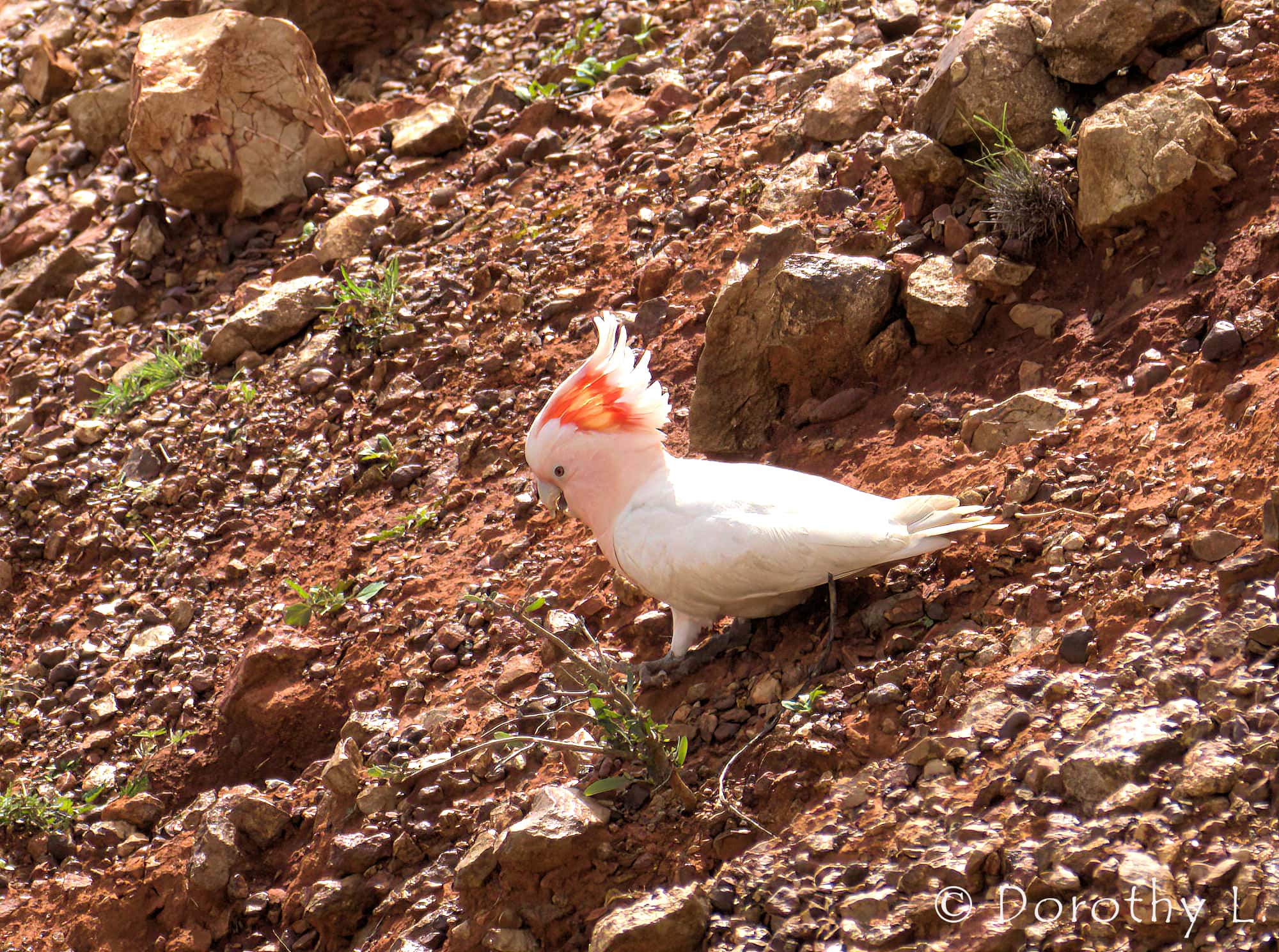 Pink Cockatoo (Lophochroa leadbeateri)