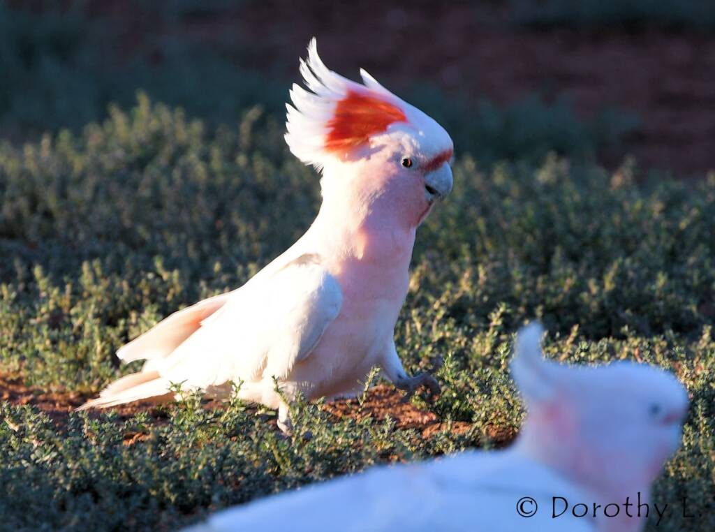 Major Mitchell's Cockatoo (Lophochroa leadbeateri)