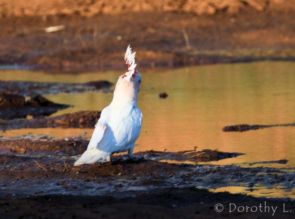 Major Mitchell's Cockatoo (Lophochroa leadbeateri)