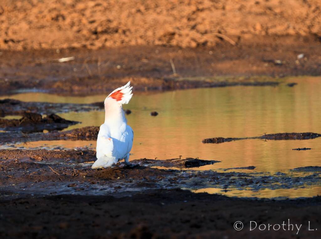 Major Mitchell's Cockatoo (Lophochroa leadbeateri)