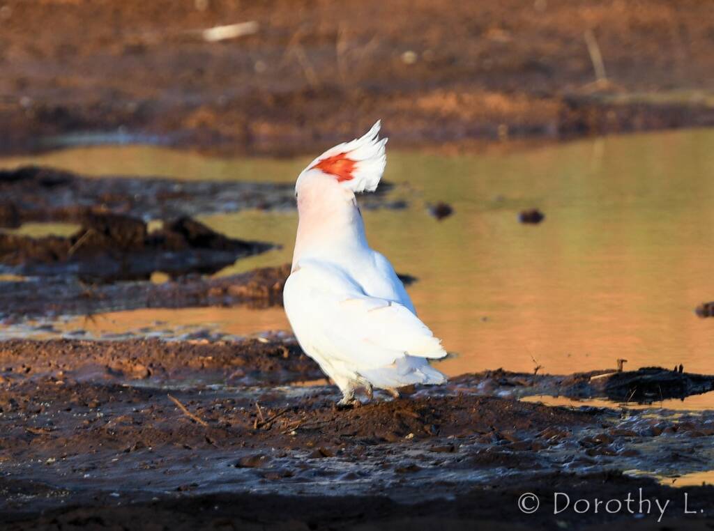 Major Mitchell's Cockatoo (Lophochroa leadbeateri)