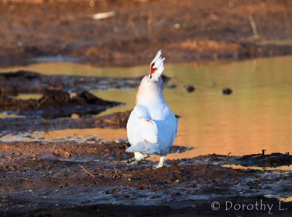 Major Mitchell's Cockatoo (Lophochroa leadbeateri)