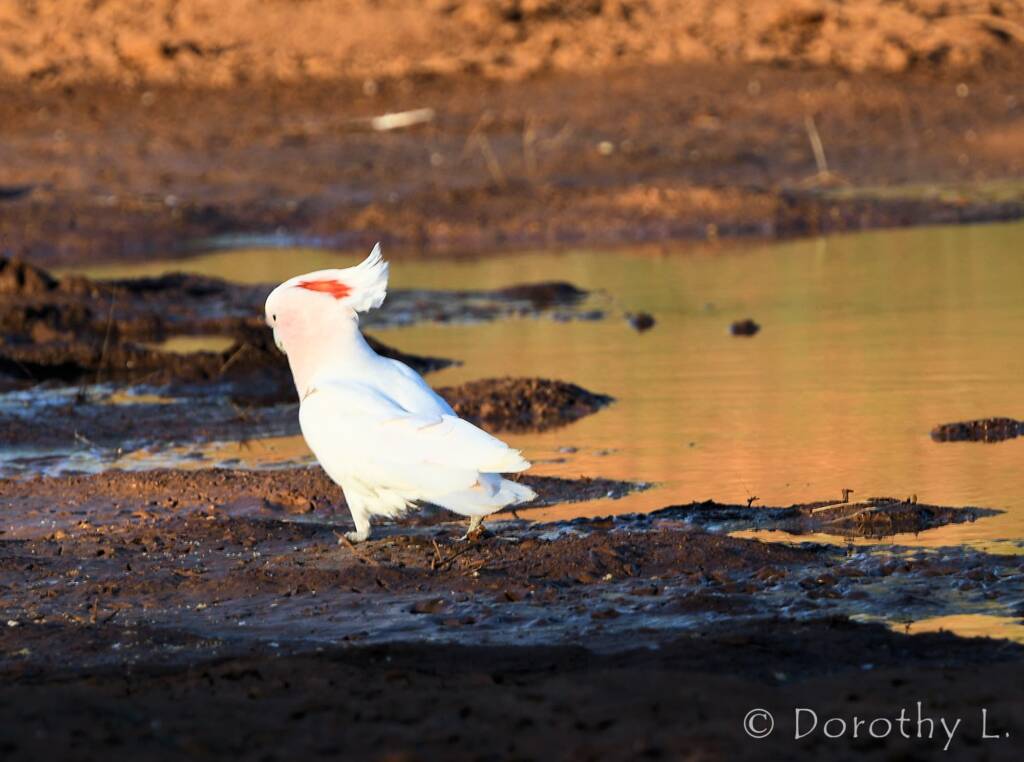 Major Mitchell's Cockatoo (Lophochroa leadbeateri)
