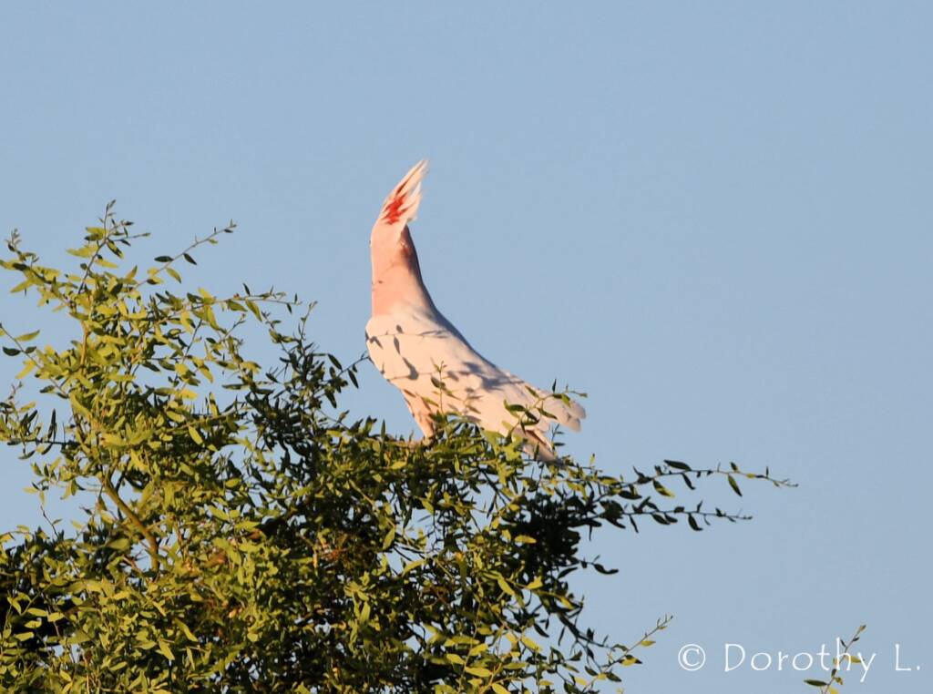 Major Mitchell's Cockatoo (Lophochroa leadbeateri)