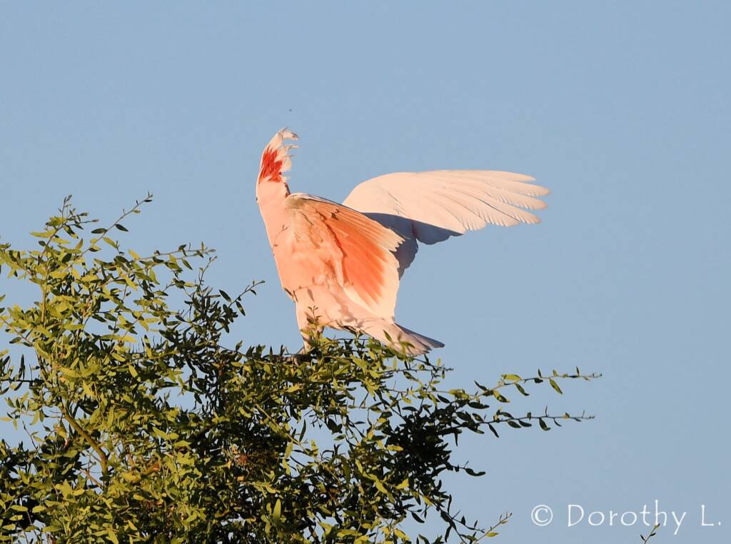 Major Mitchell's Cockatoo (Lophochroa leadbeateri)